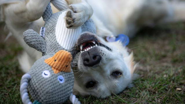 Best Duck Toys for Dogs: Plush, Tug and Squeaky Picks