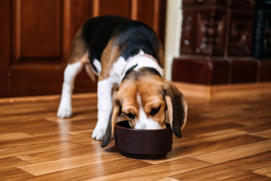 How Often Should I Feed My Beagle? Puppy, Adult and Senior Feeding Guide