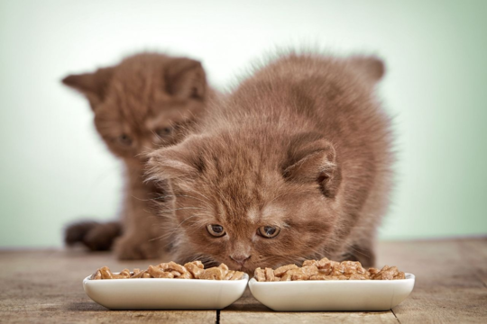 What to Feed a Kitten: Complete Feeding Guide for New Cat Owners