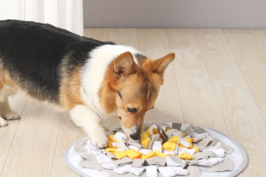 M-PETS: Your Guide to Affordable Pet Essentials Exclusive to Petdirect