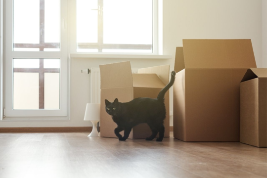 Helping Older Cats Adjust to a New Home and Neighbourhood