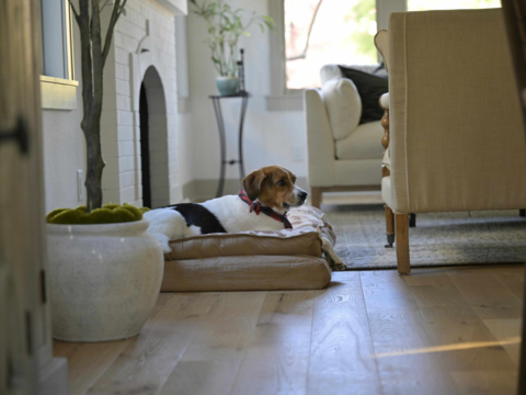 How to Create a Calm Sleeping Environment for Your Pet