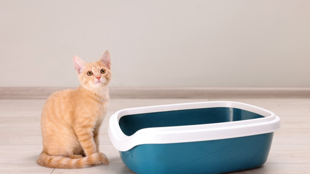 Covered vs Open Litter Boxes: Which Is Best for Your Cat?