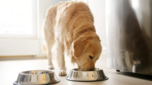 How Much to Feed Your Dog: A Practical NZ Guide