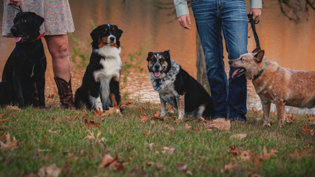 Seasonal Pet Care in New Zealand: Summer & Winter Tips for Happy, Healthy Pets