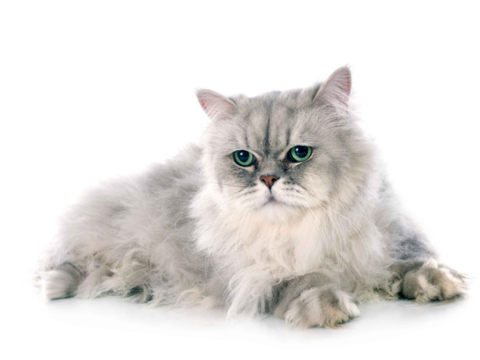 Best Cat Food for Persian Cats in NZ