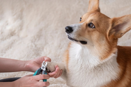Best Dog Nail Clippers NZ Guide for Safe and Easy Trimming