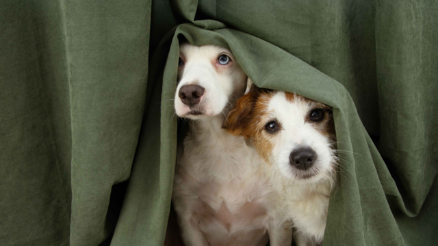 How to Calm Pets During Fireworks: Guy Fawkes Night Anxiety Tips for Dogs & Cats