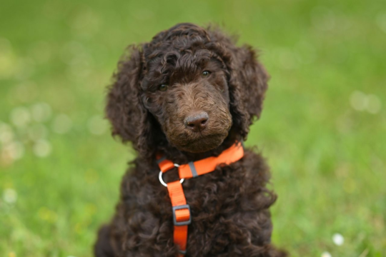 Poodle Weight Guide: What's a Healthy Weight for Poodles?