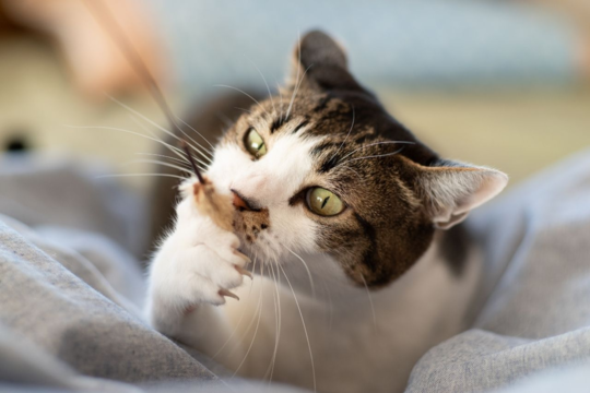 Best Toys for Cats Who Ignore Their Toys (And How to Fix It)