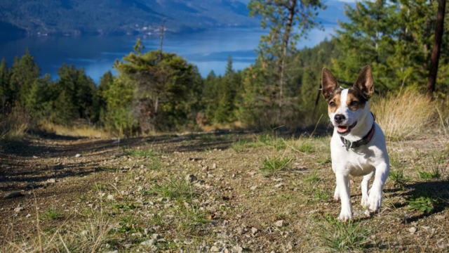 Off-Leash Dog Training in NZ: Beach & Trail Confidence Guide