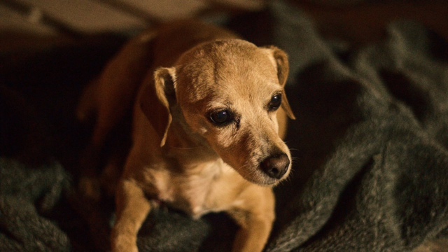 Why Is My Senior Dog Restless at Night?