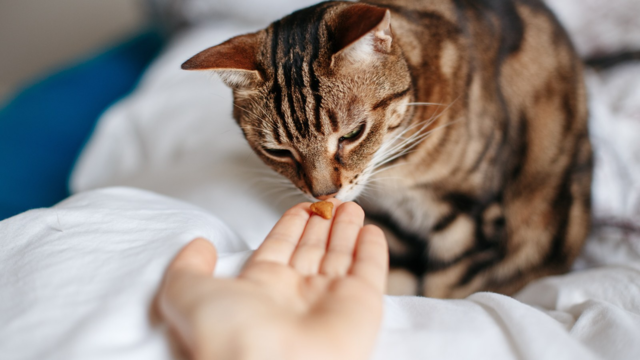 Best Dental Treats for Cats NZ