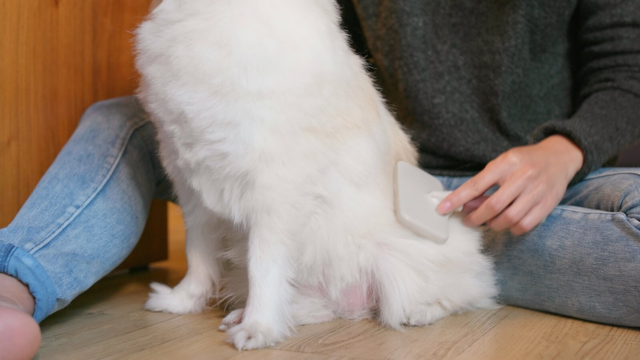Senior Dog Brushing Routine for Ageing Skin