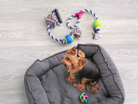 Setting Up The Perfect Small Space For Your Dog