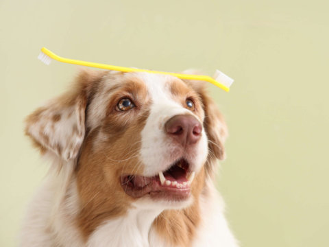 Pet Dental Health Tips: Keep Your Dog or Cat’s Teeth Healthy in NZ