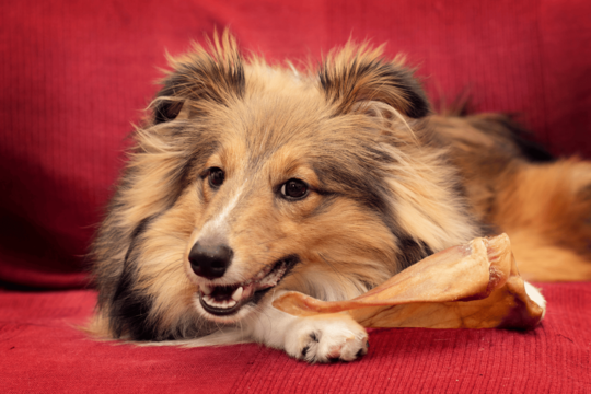 Pigs Ears for Dogs: Benefits, Feeding Tips and More