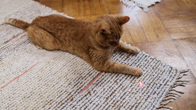 Best Automatic Cat Toys in NZ: Solo Play Buying Guide