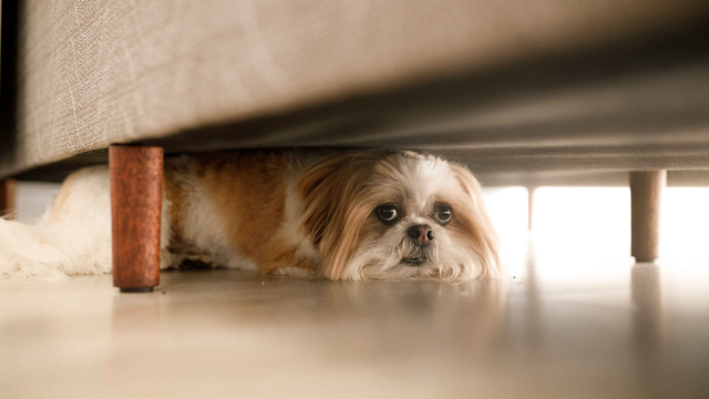 Why Is My Pet Acting Differently? Understanding Sudden Behaviour Changes