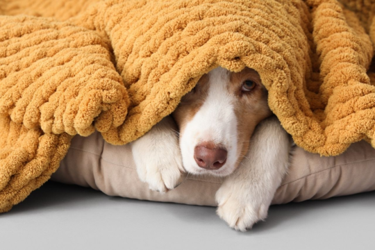 Pet Safety in an Emergency: Your NZ Grab-and-Go Kit Guide