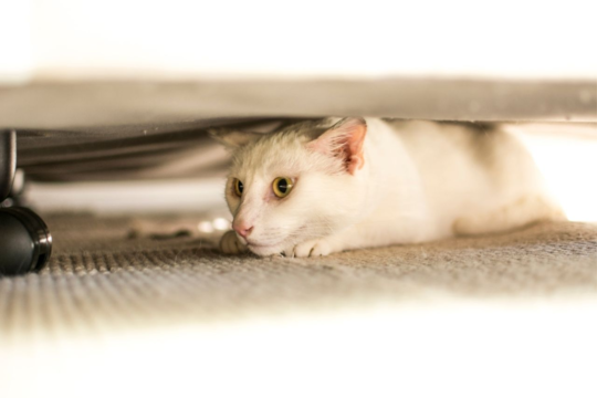 7 Calming Tips for Anxious Cats to Reduce Stress and Anxiety