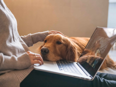 Why Does My Dog Follow Me Everywhere? Understanding Velcro Dog Behaviour