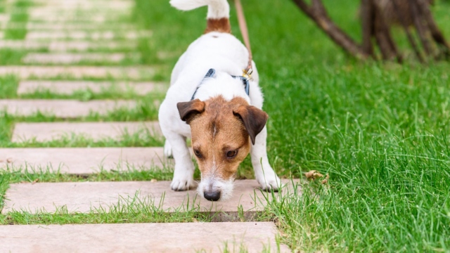 Grass Seeds and Dogs: Spring Risks, Signs and Prevention