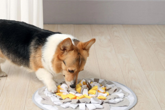 Best Snuffle Mats for Dogs in NZ: How Nose Work Toys Boost Calm and Enrichment