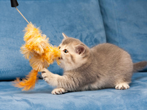 Why Cats Love Feather Toys: Instincts, Enrichment and Play Explained