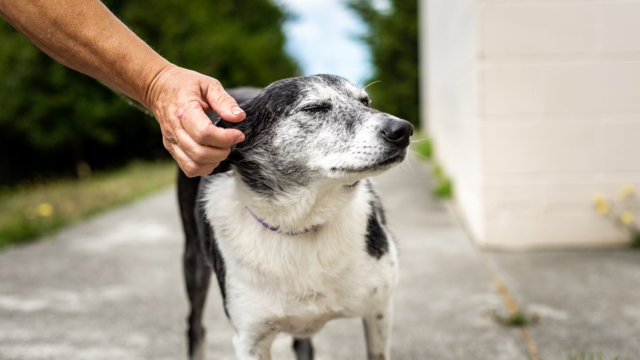 Quality of Life in the Senior Years: A Gentle Guide