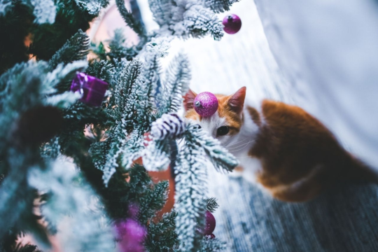 Safest Christmas Tree Setup For Cats: Keep Your Cat Safe This Christmas
