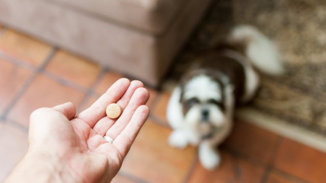 Endogard Worming Tablets: When And How To Use Them