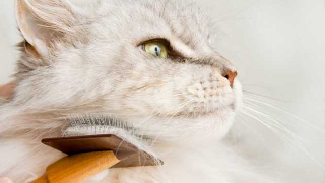 Maine Coon Grooming Made Easy: Keep Your Cat’s Coat Mat-Free & Healthy