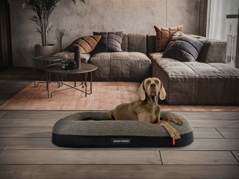 Best Dog Beds in NZ for Every Pup