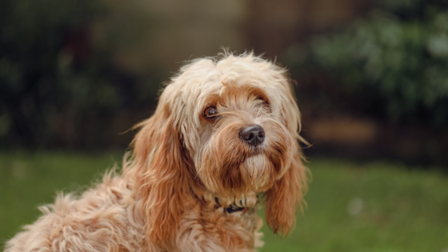 How to Train a Cavoodle: A Step-by-Step Guide