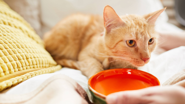 How to Get Your Cat to Drink More Water