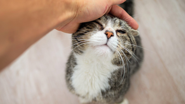 Brain-Supporting Foods for Senior Cats (NZ Guide)