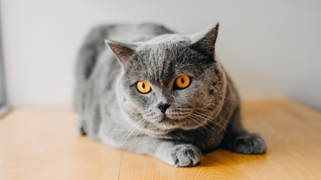 British Shorthair Grooming Guide: Coat, Shedding and Brushing