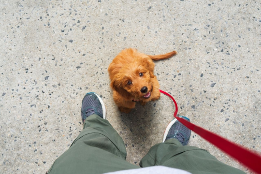 How to Stop Your Dog Pulling on Leash: A Guide to Loose Leash Walking