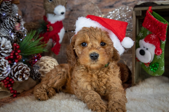 Best Gifts for Puppies This Christmas: Top Toys, Treats and Essentials