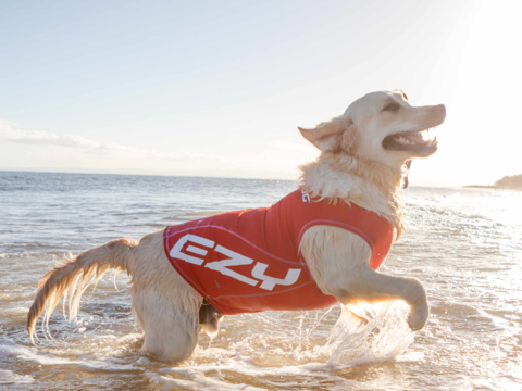 Water Safety For Dogs: Tips For Summer Adventures
