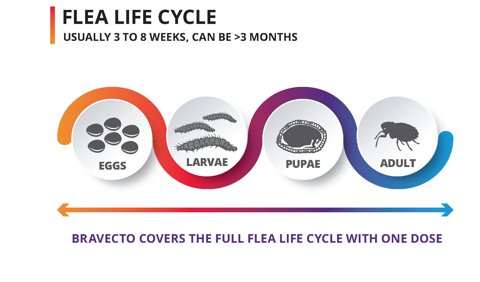 Flea life cycle