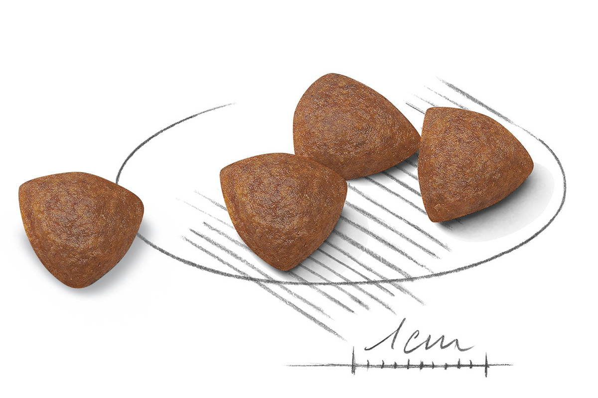 Adapted kibble size medium puppy