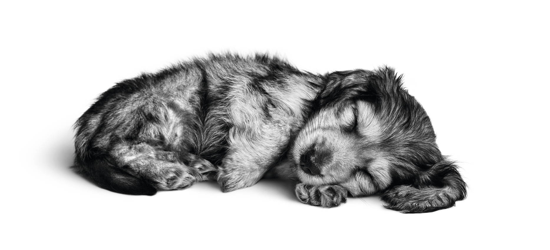 Dachshund Puppy