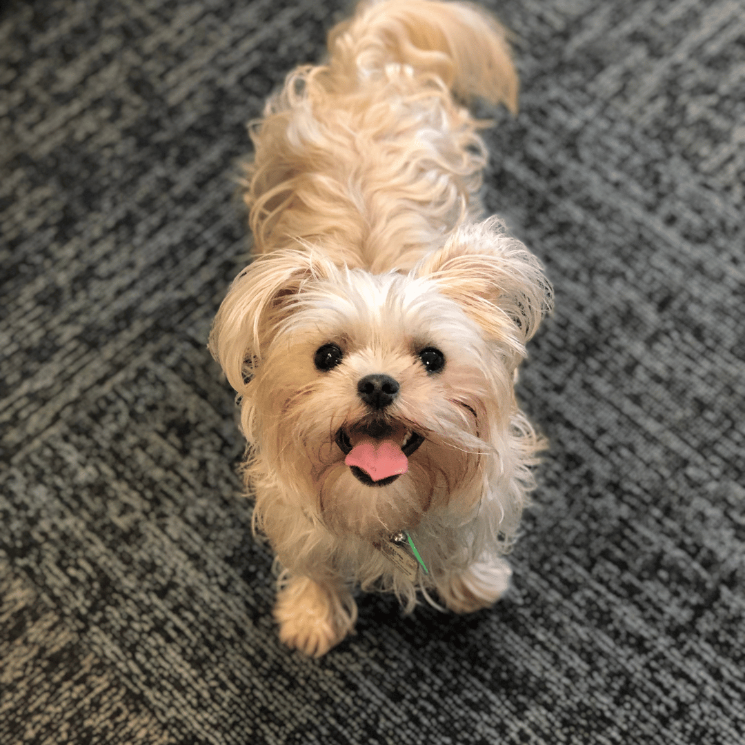 Kaia the Griffon x Maltese