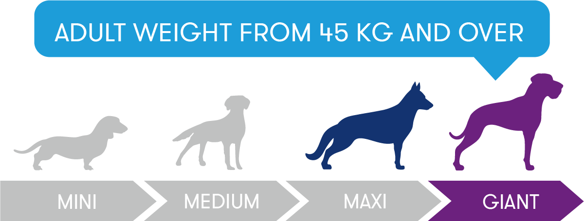 Adult weight from 45kg and over