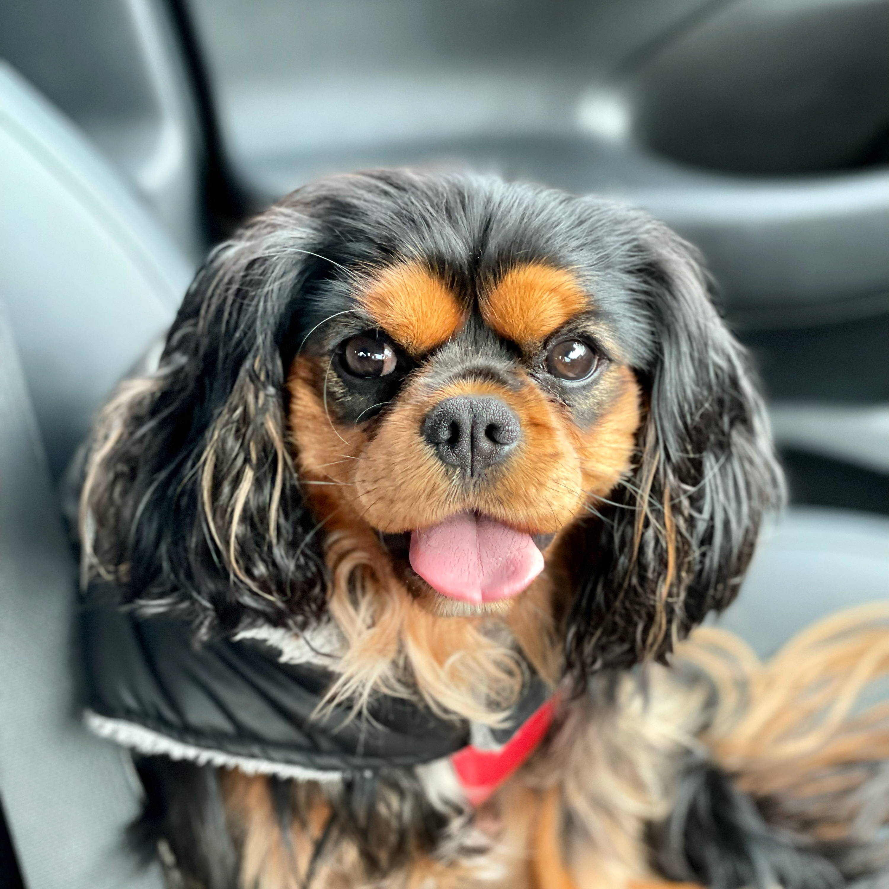 Lola the Cavalier King Charles