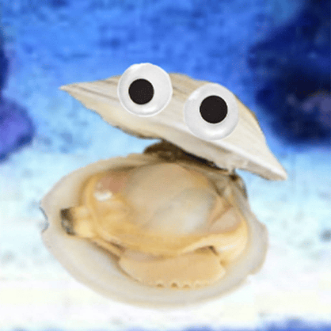 Clamburger the Clam