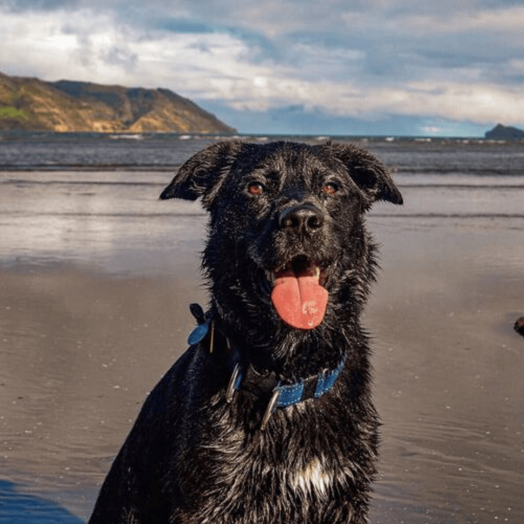 Ernie the Golden Shepherd