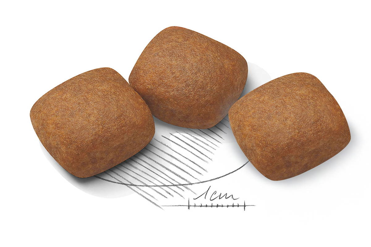 Adapted kibble Royal Canin Giant Junior